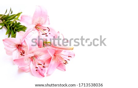 Pink lily flowers on white background, space for your greeting text