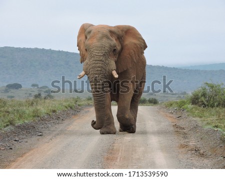 Big Elephant in the road