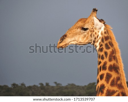 Giraffe in some incredibly beautiful light