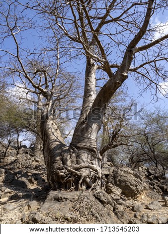 Mysterious Adansonia digitata, family Bombacaceae in rocky wadi Hinna desert. Oman.