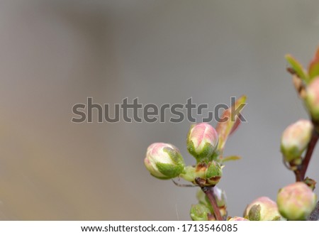 Young tree leaves on light white background to use as background 