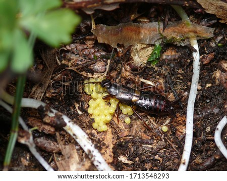 Dark brown female Earwig protecting her yellow eggs