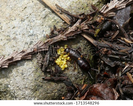 Dark brown female Earwig protecting her yellow eggs