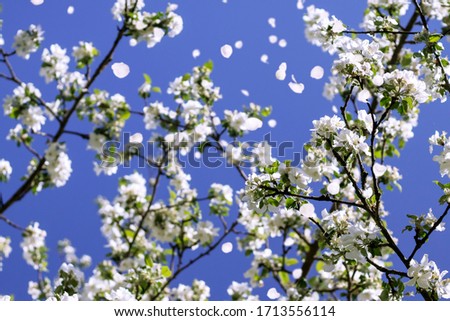 Blossoming apple tree with falling petals against the blue sky. Close-up. Spring background.