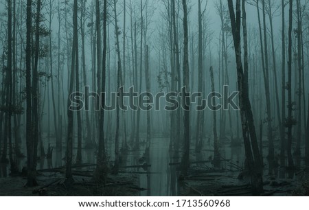 Empty, misty swamp in the moody forest with copy space Royalty-Free Stock Photo #1713560968