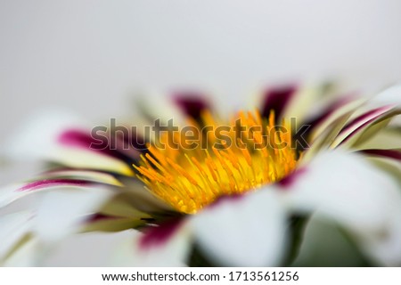 Still live macro and focus on stamen of a single blooming gazania flower. Fine art photography on beauty of spring nature, shallow dof and floral textured wall art. White background.