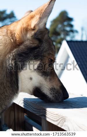 Thinking dog resting head alaskan husky profile portrait