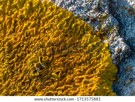 Orange Lichen on Beach Rocks