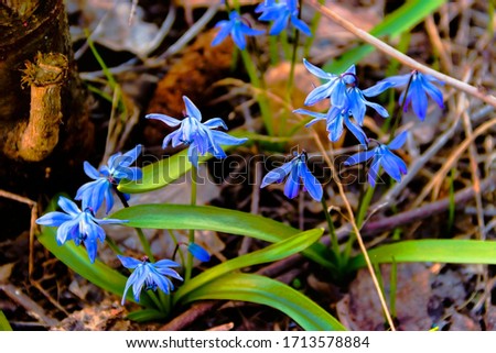 pictured in the photo Beautiful blue spring flowers close-up