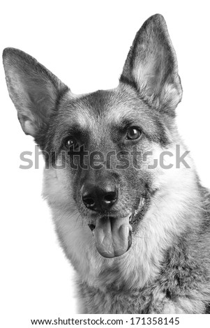 German Shepherd - This is a high contrast black and white of a great looking male German Shepherd dog. Shot on a white background and processed to enhance detail.