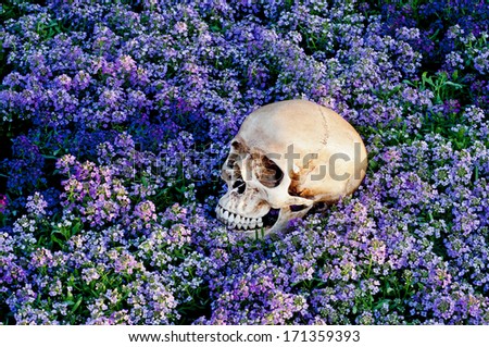 Skulls in the flower garden