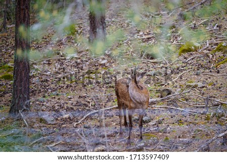 A young deer that wanders among the pine trees in the forest, resting and sustaining its life	