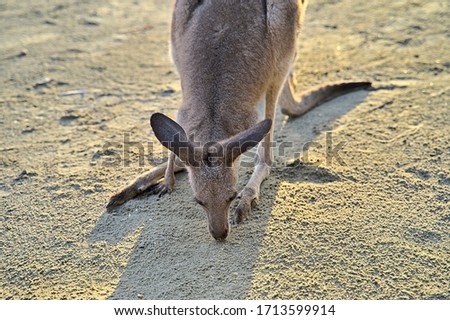 Kangaroo during sunrise at Cape Hillsborough on the beach