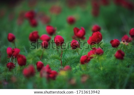 Beautiful blooming red peonies with bright green leafs. Paeonia tenuifolia. Spring flowers