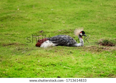 exotic duck is relaxing on the grass