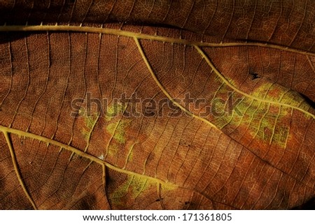 leaves pattern on the texture background