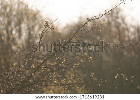 Flowering branches in spring summer against the light