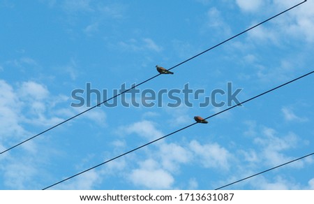 Two doves are perched on the electric wire
