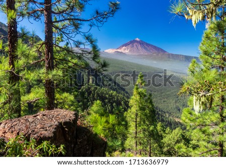 Beyond the Pine trees, view of Teide Volcano from hiking from La Caldera in the upper Orotava valley Tenerife Canary Islands. Royalty-Free Stock Photo #1713636979