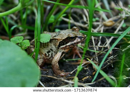 brown tree frog among tall green grass and foliage on a warm summer day