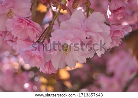 Japanese cherry blossom. Pink beautiful Prunus serrulata blossom in the park.  Tree blossom background. Rose sakura flowers. Photo of nature. Wallpaper. 