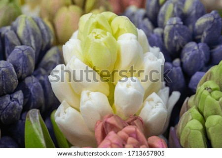 background of colored hyacinths close-up