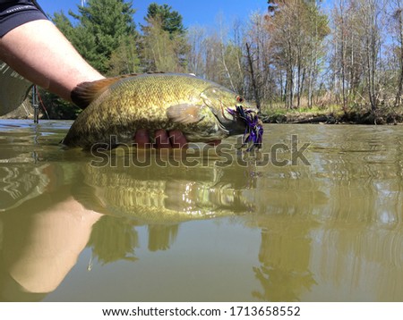 Smallmouth Bass The Release Muddy River Royalty-Free Stock Photo #1713658552