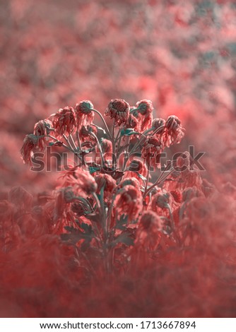 a group of red flowers in garden