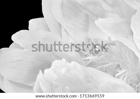 monochrome high key peony blossom heart macro on black background,delicate filigree texture
