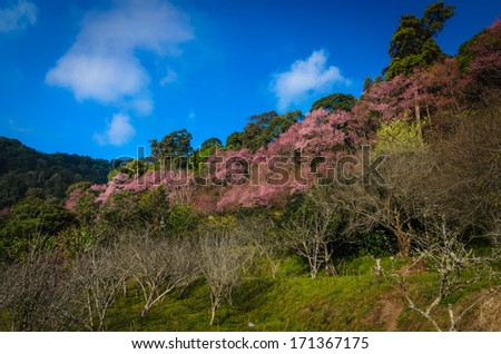  Wild Himalayan Cherry or Thai sakura - Chiangmai, Thailand