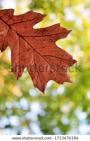 Autumn oak leaf back-lit with summer sunshine 