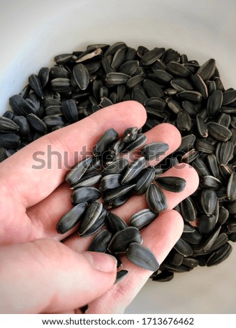 Sunflower seeds in the hand of a person. Raw seeds. A quick snack. Food for the birds.