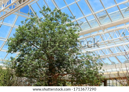 A tree growing inside a greenhouse (conservatory).  