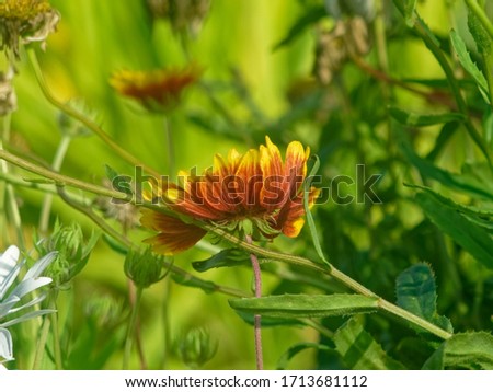 flowers in the grass in the garden, Russia