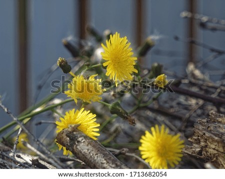 wild flowers grew in the woodpile, Russia