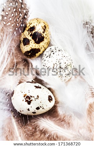 Beautiful Quail Eggs on  white feathers background, macro. HQ photo of quail eggs with copy space for text.
