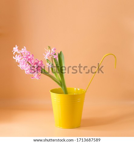 Hyacinth inflorescence with small pink flowers on an orange In a yellow tin bucket