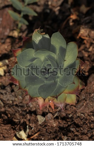 Close up on succulent plant, macro photography