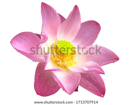 Isolated pink lotus flower aquatic tropical plant blooming on white background