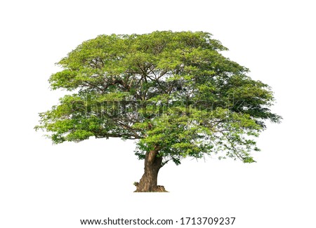Tree isolated on white background for use in architectural design or more. Royalty-Free Stock Photo #1713709237