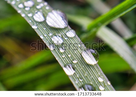 Extreme macro image of dew drop on a leaf. Dew on the grass