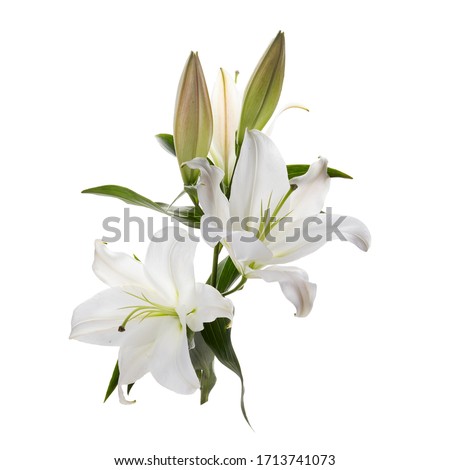 Bouquet of light lilies isolated on white background. Royalty-Free Stock Photo #1713741073