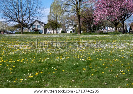 A picture of a grass field spotted with some dandelions and English daisies.        Vancouver BC Canada 
