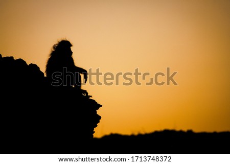 Baboon against falling sun in Namibia