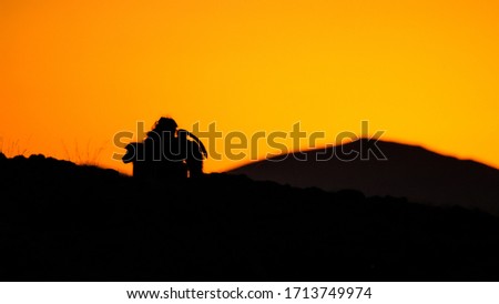Two baboons against sunset in Namibia