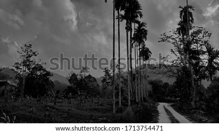 Morning sunrise, beautiful on background of mountains, with betel nut trees in garden, countryside at Thailand, vintage photo lighting.