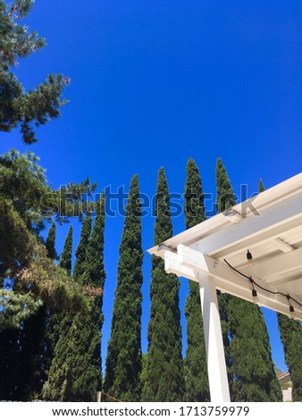 Tall Trees and Blue Sky.  Tall conical trees reach above the roofline to the bright blue sky.