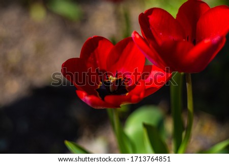 Two red tulips on green background