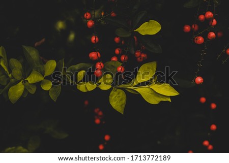 Moody picture with leaves and tiny fruits