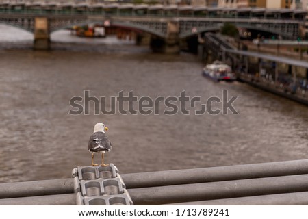a seagull observing the river from a bridge on a cloudy day